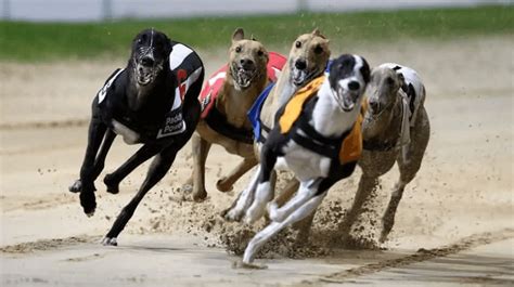 racing post greyhounds news